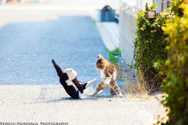 猫モチーフの作品が集結！「ねこ専 2015浅草」開催 - 雑貨、写真、食器など展示販売｜写真5