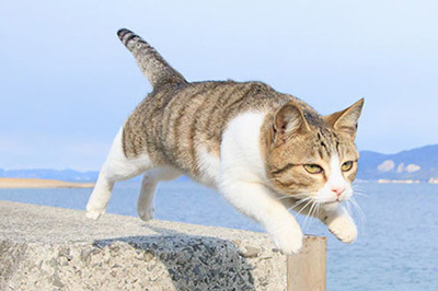 合同展｜猫モチーフの作品が集結！「ねこ専 2015浅草」開催 - 雑貨、写真、食器など展示販売