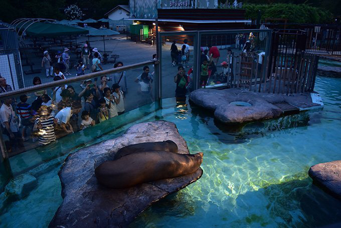 アシカ・アザラシ 上野動物園 過去開催時の様子