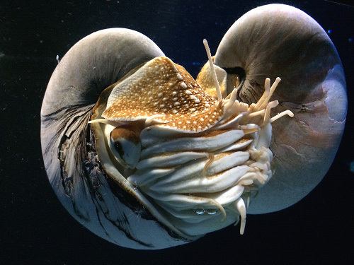 京都水族館に体感型展示「ジュラシックトンネル」音×光×生き物で、古代にタイムスリップ！ | 写真