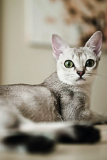 書籍『世界で一番美しい猫の図鑑』の写真展が西武渋谷で開催 - 高級ペットグッズも展示販売｜写真2