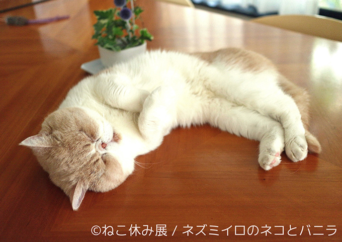 「ねこ休み展」広島・名古屋・福岡を巡回 - SNS界のスター猫が参加、限定グッズも｜写真2