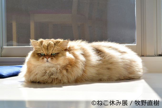 「ねこ休み展」広島・名古屋・福岡を巡回 - SNS界のスター猫が参加、限定グッズも｜写真5