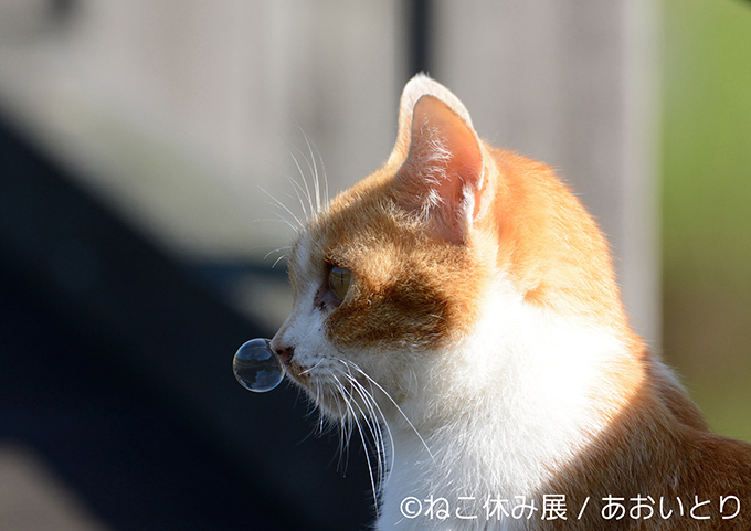 「ねこ休み展」広島・名古屋・福岡を巡回 - SNS界のスター猫が参加、限定グッズも｜写真7