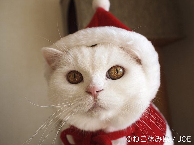 「ねこ休み展」広島・名古屋・福岡を巡回 - SNS界のスター猫が参加、限定グッズも｜写真8