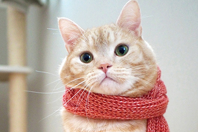 合同展｜「ねこ休み展」広島・名古屋・福岡を巡回 - SNS界のスター猫が参加、限定グッズも