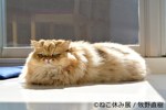 「ねこ休み展」広島・名古屋・福岡を巡回 - SNS界のスター猫が参加、限定グッズも｜写真5