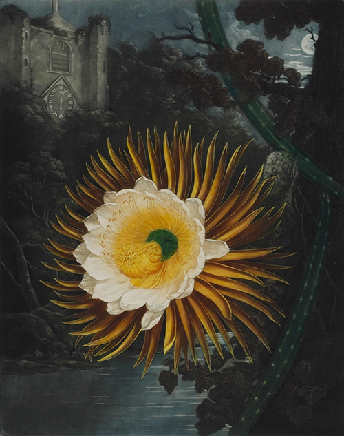 「芸術植物園」が愛知県美術館で開催 - 古代から現代までの植物表現を展示 | 写真