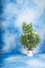 FWK バイ エンジニアド ガーメンツ 2016年春夏コレクション -  軽快なレイヤードスタイル｜写真28