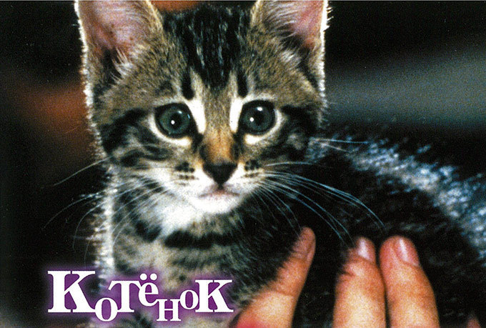 ねこの祭典「吉祥寺ねこ祭り2015」開催 - 猫カフェや“にゃんこ映画祭”などイベント目白押し｜写真7