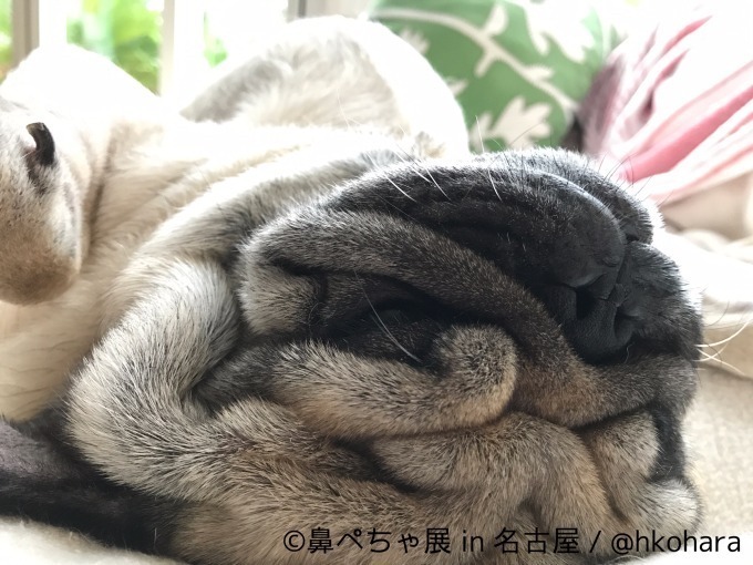 写真2 25 名古屋で 鼻ぺちゃ展 ブルドッグにパグ 鼻ぺちゃ犬 の写真 グッズが大集合 ファッションプレス