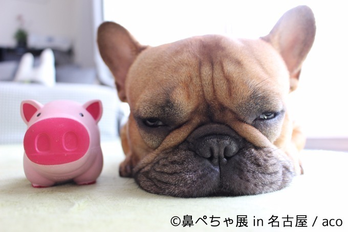 名古屋で「鼻ぺちゃ展」ブルドッグにパグ…”鼻ぺちゃ犬”の写真＆グッズが大集合｜写真1
