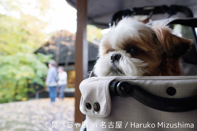 名古屋で「鼻ぺちゃ展」ブルドッグにパグ…”鼻ぺちゃ犬”の写真＆グッズが大集合｜写真5