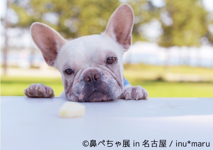 名古屋で「鼻ぺちゃ展」ブルドッグにパグ…”鼻ぺちゃ犬”の写真＆グッズが大集合｜写真9