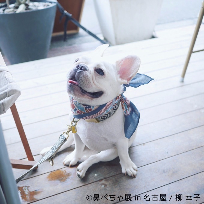 名古屋で「鼻ぺちゃ展」ブルドッグにパグ…”鼻ぺちゃ犬”の写真＆グッズが大集合｜写真24