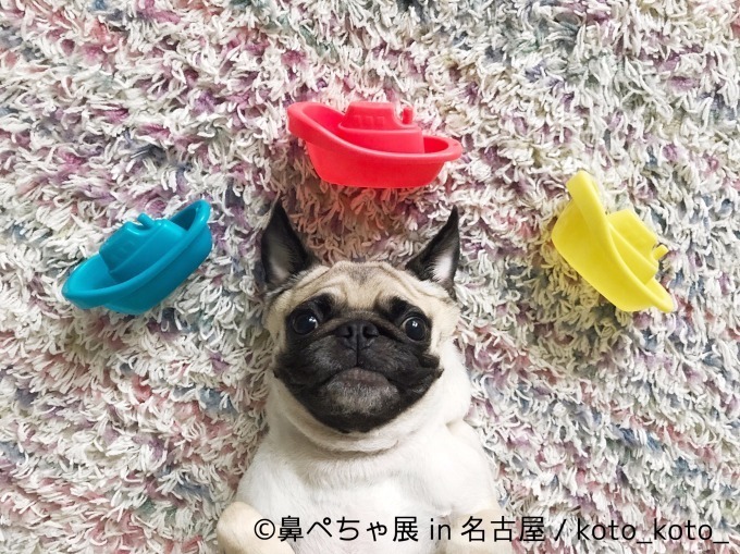 名古屋で「鼻ぺちゃ展」ブルドッグにパグ…”鼻ぺちゃ犬”の写真 グッズが大集合｜写真11