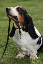 MOSCHINO(モスキーノ)のキュートなペットアイテムがyoox.comで限定発売｜写真3