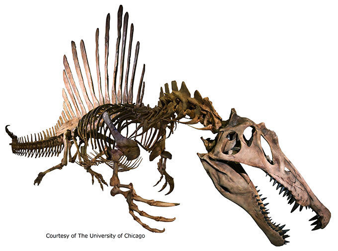 「恐竜博2016」大阪文化館・天保山で開催 - 史上最大の肉食恐竜スピノサウルス、驚きの生態を解明 | 写真