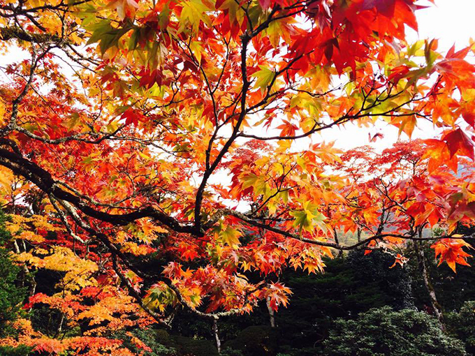 世界遺産・日光山輪王寺「逍遥園」の紅葉ライトアップ - 一足先にベストシーズン到来｜写真9