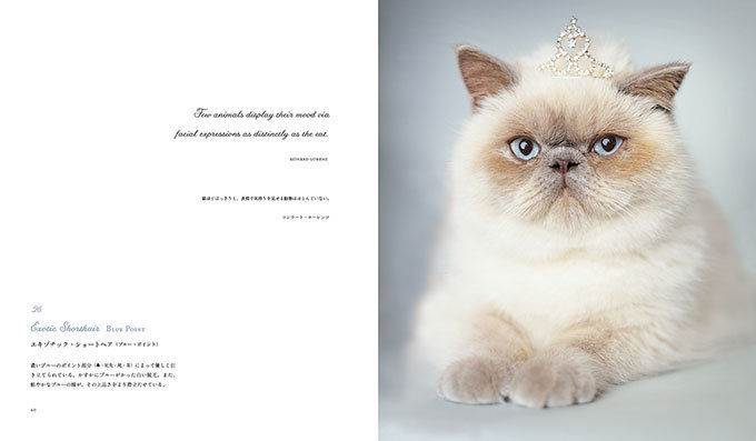 書籍『世界の美しい猫101』かわいい猫がカメラ目線で101匹、特徴も掲載 | 写真