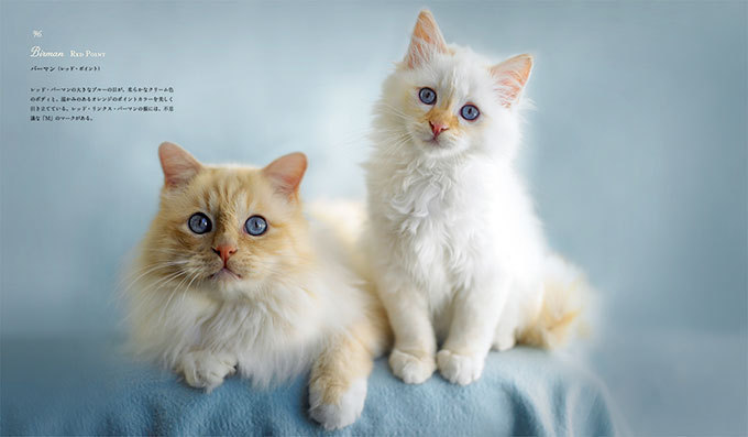 書籍『世界の美しい猫101』かわいい猫がカメラ目線で101匹、特徴も掲載 | 写真