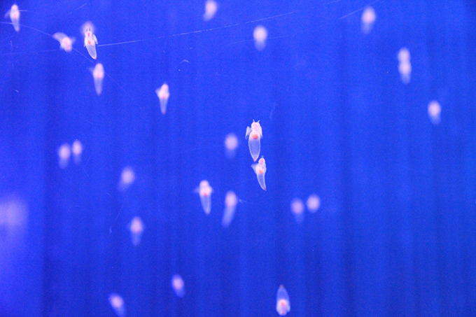 横浜・八景島シーパラダイス「クリオネ特別展示」“流氷の妖精”が舞い泳ぐ幻想的な空間 | 写真