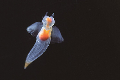 「クリオネ特別展示」