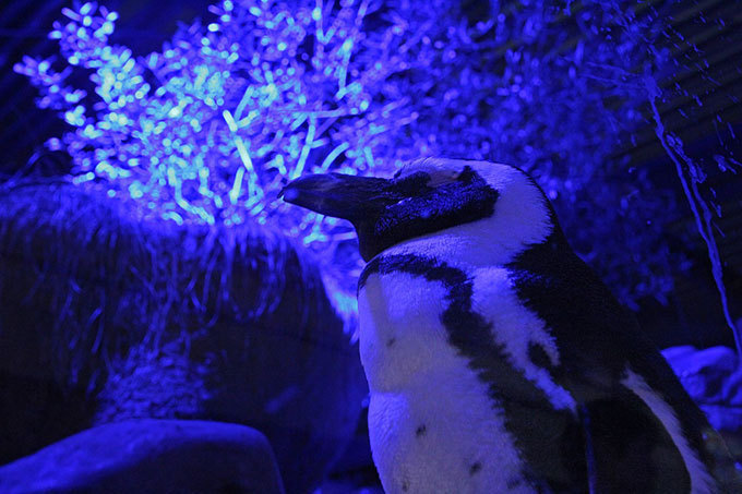 京都水族館「夜のすいぞくかん」ペンギンやオットセイの寝顔を間近で - イルカスタジアムもライトアップ｜写真4