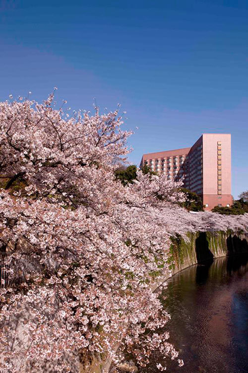 ホテル椿山荘東京の限定ブッフェ - 桜に因んだピンク色のパスタやちらし寿司など｜写真11