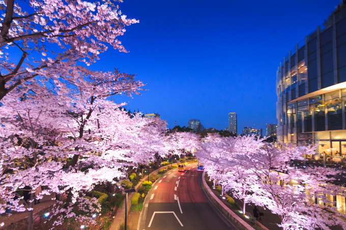 東京ミッドタウンの花見イベント「ミッドタウン・ブロッサム」