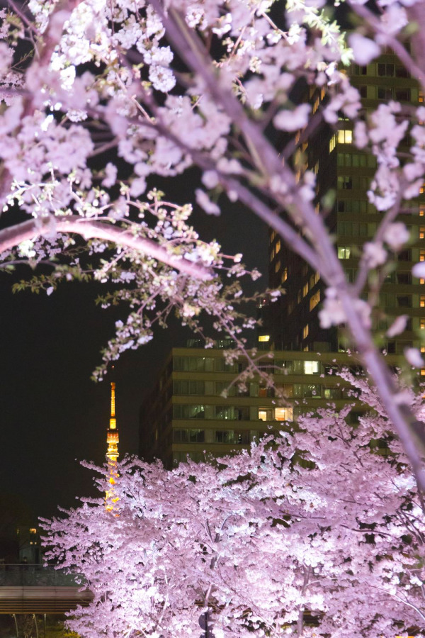 東京ミッドタウンの花見イベント「ミッドタウン・ブロッサム」お酒やスイーツが楽しめる屋外ラウンジも｜写真5