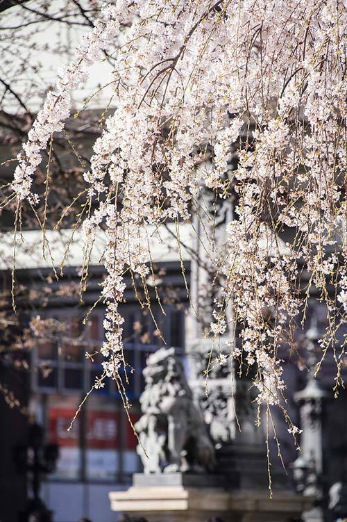 「日本橋 桜フェスティバル」一帯を桜色の光が包む”桜ライトアップ”&限定メニューが揃う屋台も｜写真6
