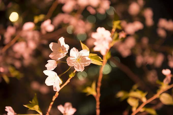 「日本橋 桜フェスティバル」一帯を桜色の光が包む”桜ライトアップ”&限定メニューが揃う屋台も｜写真7