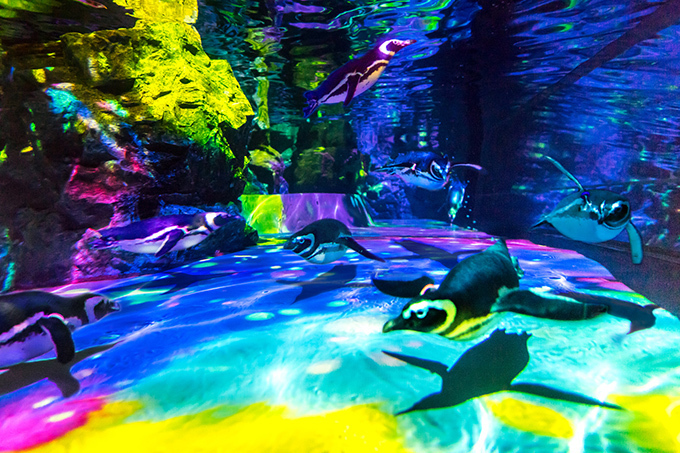 「すみだ水族館」春の特別演出がスタート - 桜咲く、クラゲとペンギンの大型水槽｜写真9