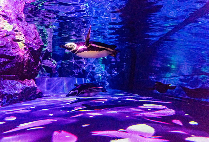 「すみだ水族館」春の特別演出がスタート - 桜咲く、クラゲとペンギンの大型水槽｜写真10