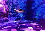 「すみだ水族館」春の特別演出がスタート - 桜咲く、クラゲとペンギンの大型水槽