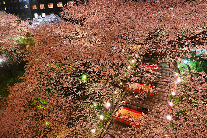 「高輪 桜まつり 2016」東京・品川で開催 - 夜桜ライトアップ、こたつ付き花見コースなど｜写真4