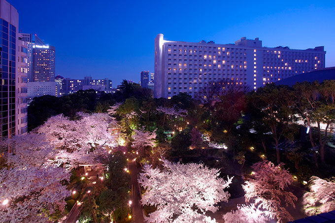 「高輪 桜まつり 2016」東京・品川で開催 - 夜桜ライトアップ、こたつ付き花見コースなど | 写真