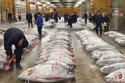 『築地ワンダーランド』