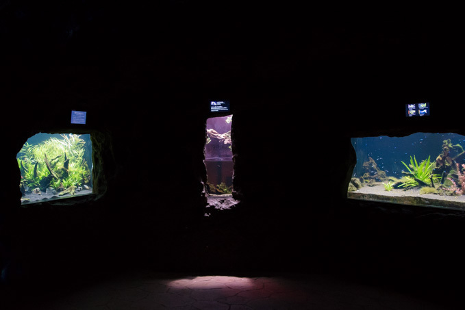 「花美アクアリウム」がアクアパーク品川で開催 - 花と海を融合、和モダンな空間で楽しむ幻想体験｜写真45