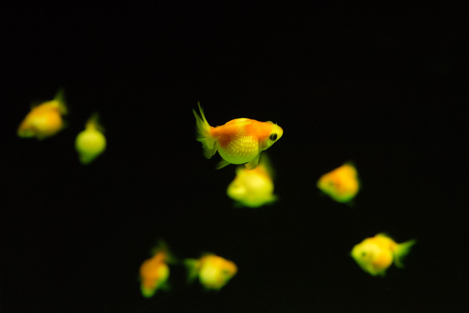 「花美アクアリウム」がアクアパーク品川で開催 - 花と海を融合、和モダンな空間で楽しむ幻想体験｜写真11