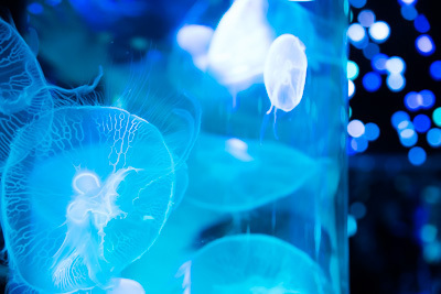 アクアリウム｜「花美アクアリウム」がアクアパーク品川で開催 - 花と海を融合、和モダンな空間で楽しむ幻想体験