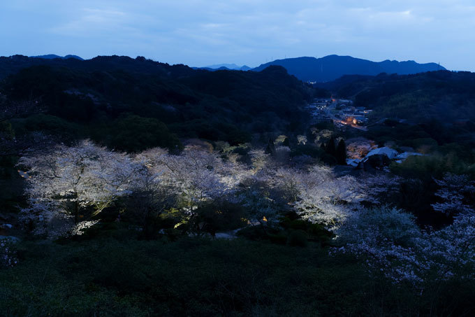 佐賀・御船山楽園「花まつり」春は2千本の桜・初夏はツツジと大藤が開花、九州最大規模のライトアップも｜写真4
