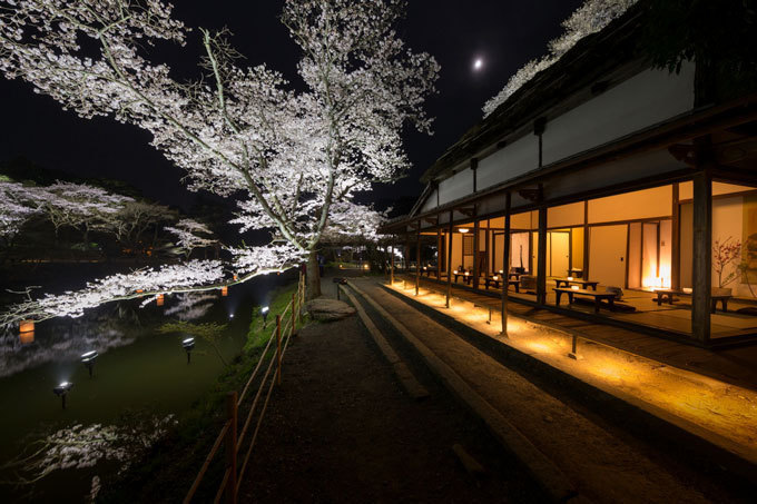 佐賀・御船山楽園「花まつり」春は2千本の桜・初夏はツツジと大藤が開花、九州最大規模のライトアップも｜写真8