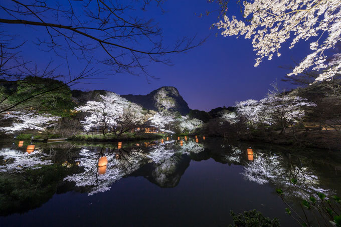 佐賀・御船山楽園「花まつり」春は2千本の桜・初夏はツツジと大藤が開花、九州最大規模のライトアップも｜写真6