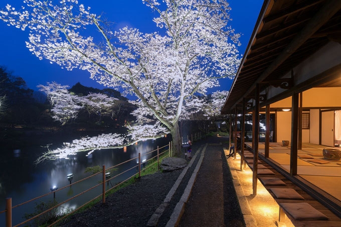 佐賀・御船山楽園「花まつり」春は2千本の桜・初夏はツツジと大藤が開花、九州最大規模のライトアップも｜写真7