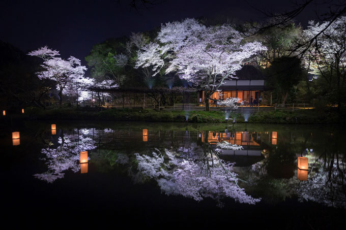 佐賀・御船山楽園「花まつり」春は2千本の桜・初夏はツツジと大藤が開花、九州最大規模のライトアップも｜写真10