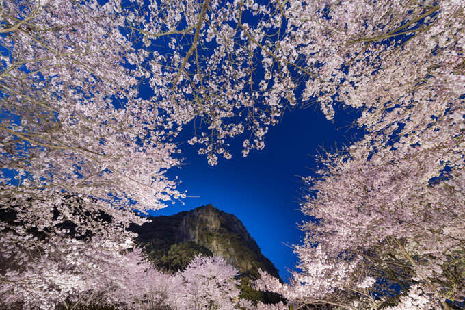 佐賀・御船山楽園「花まつり」春は2千本の桜・初夏はツツジと大藤が開花、九州最大規模のライトアップも｜写真1