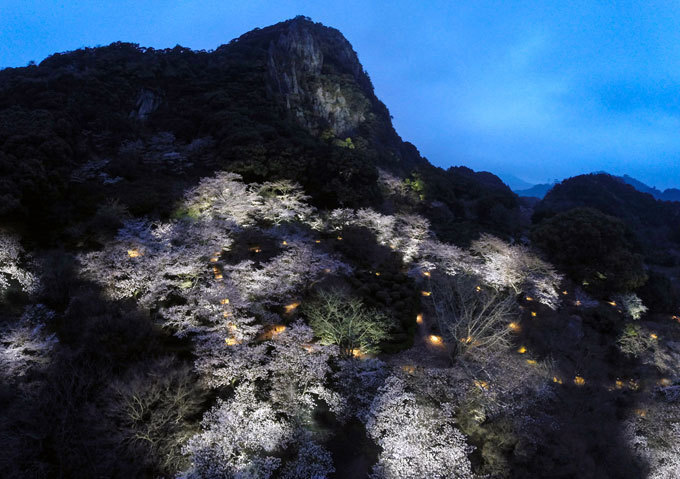 佐賀・御船山楽園「花まつり」春は2千本の桜・初夏はツツジと大藤が開花、九州最大規模のライトアップも｜写真11