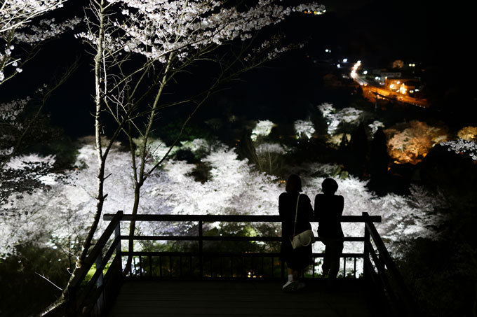 佐賀・御船山楽園「花まつり」春は2千本の桜・初夏はツツジと大藤が開花、九州最大規模のライトアップも｜写真12